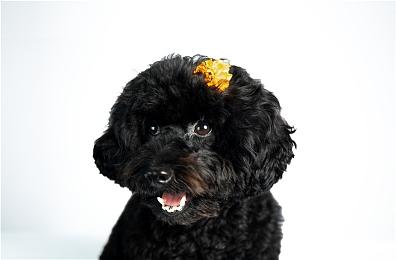 《超级机器人大战30》第四弹中文预告 10月28日正式发售